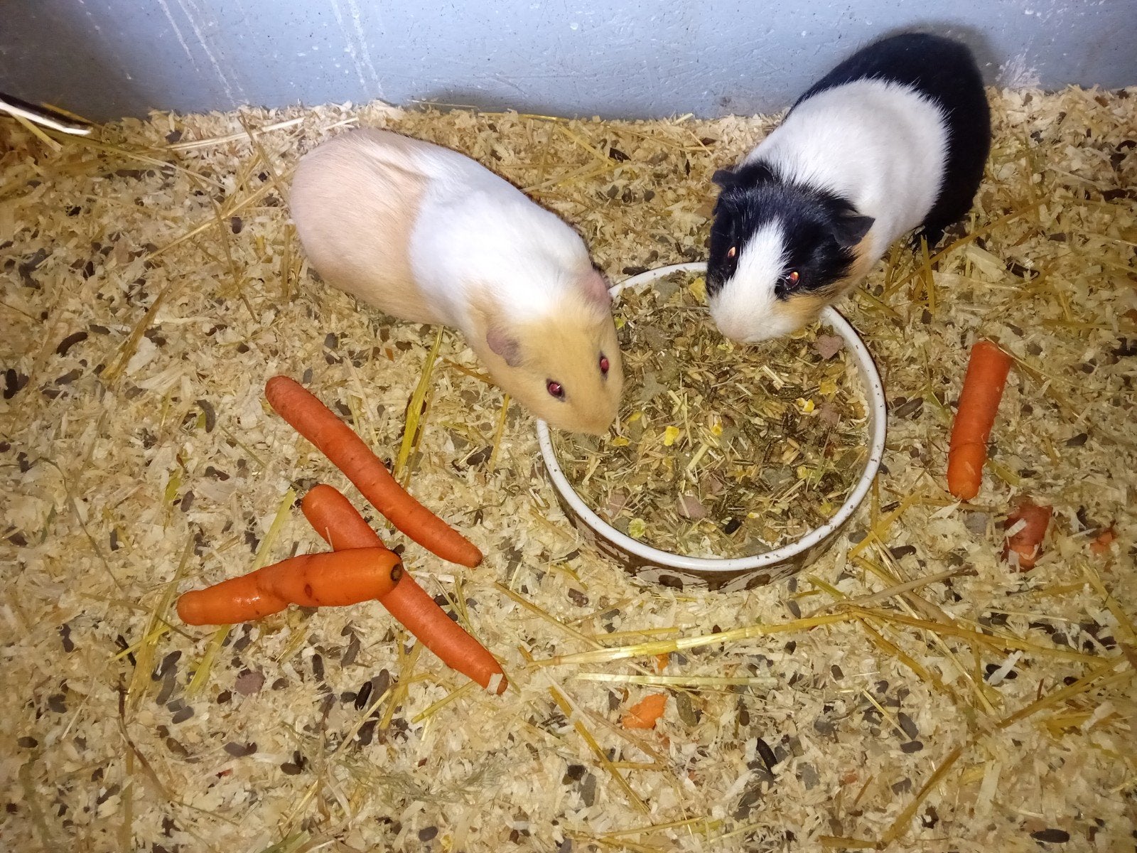 koppel cavia's (waarschijnlijk zwanger), Janvier, Plusieurs animaux, Cobaye