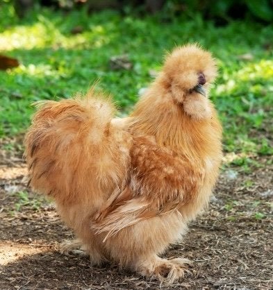 Zijdehoen haantjes, Dieren en Toebehoren, Mannelijk, Kip