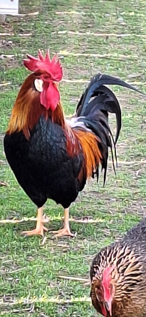 haantjes leghorn goudpatrijs, Dieren en Toebehoren, Mannelijk, Kip