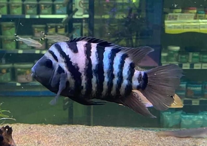 Ciclids te koop, Dieren en Toebehoren