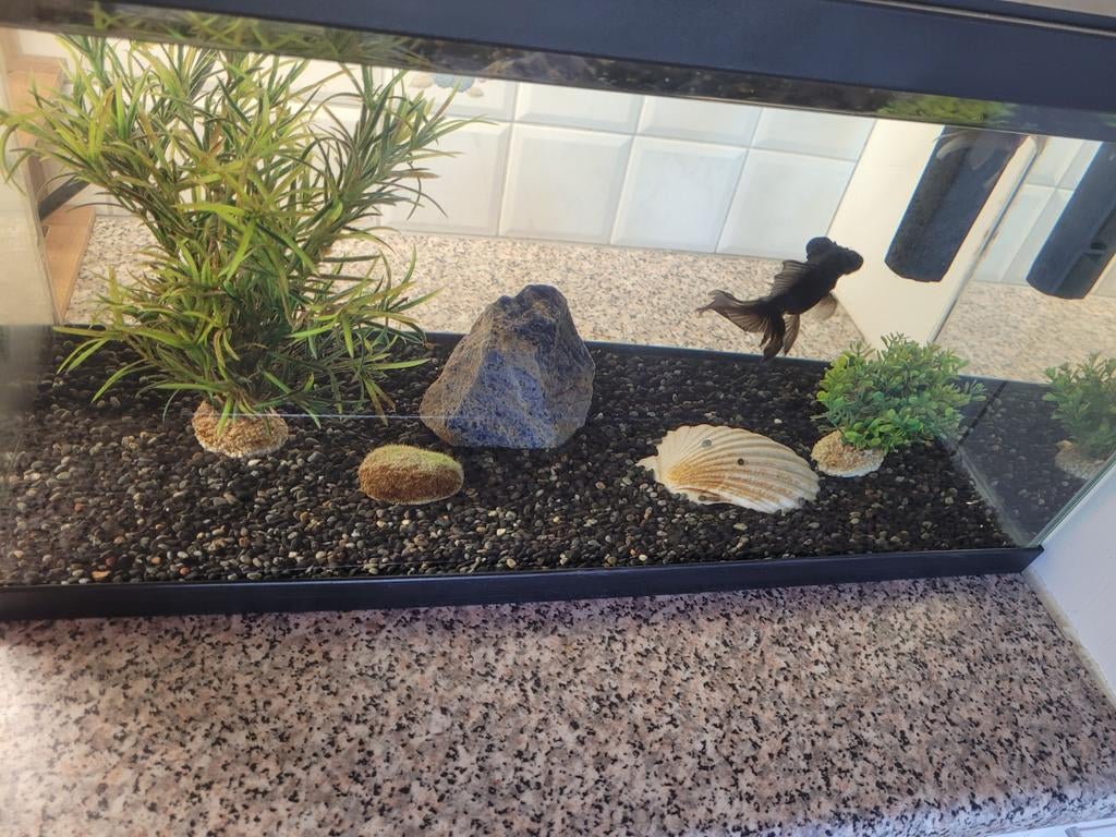 Aquarium, Dieren en Toebehoren, Ophalen