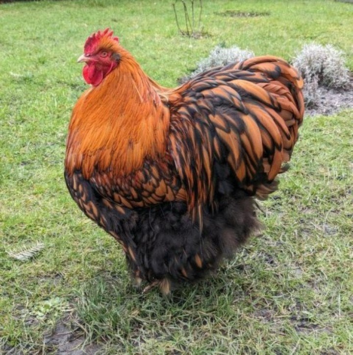 Orpington doré et noir ourlé. Grande volaille, Sexe inconnu, Poule ou poulet