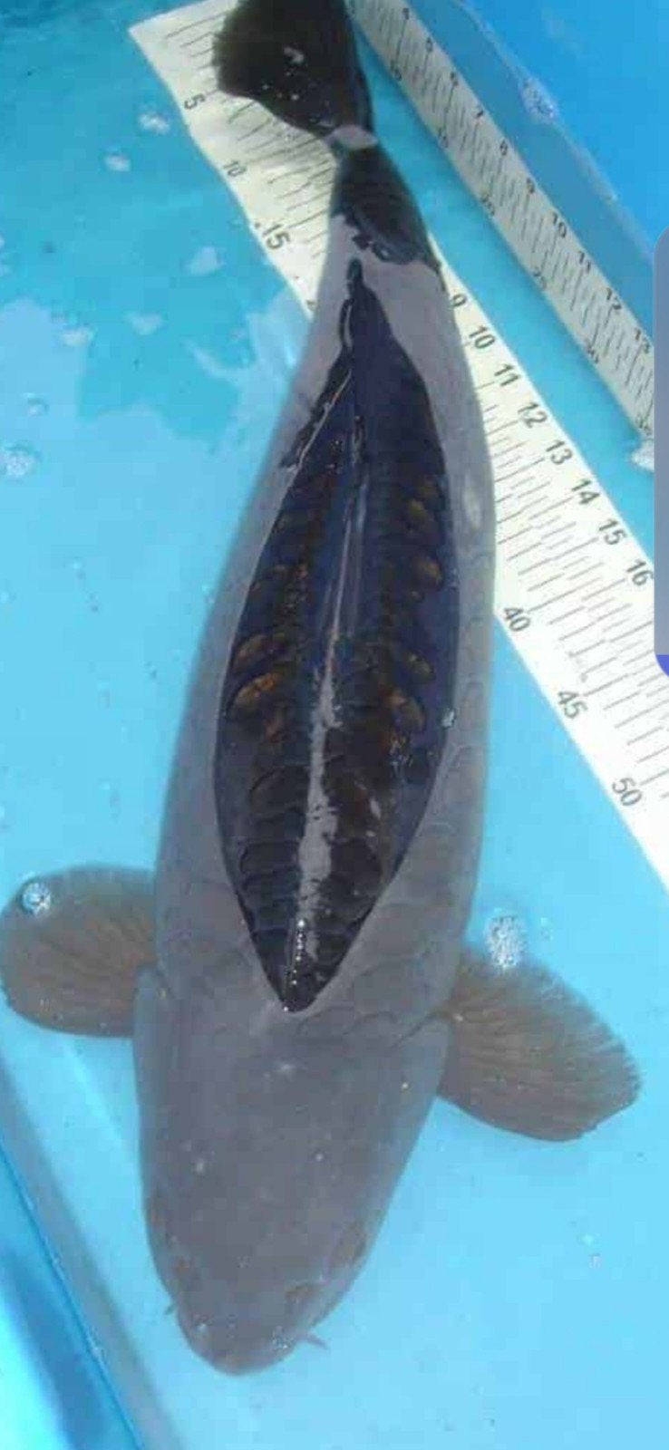 Magoi koi te koop. 45 cm nisai, Dieren en Toebehoren, Vissen | Vijvervissen