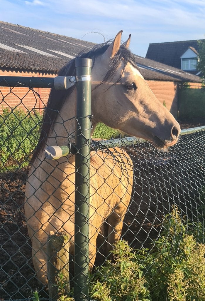 Ggk Welsh B hengst, Poney C (1.27 m à 1.37m), Poney de dressage, Avec pedigree, Étalon