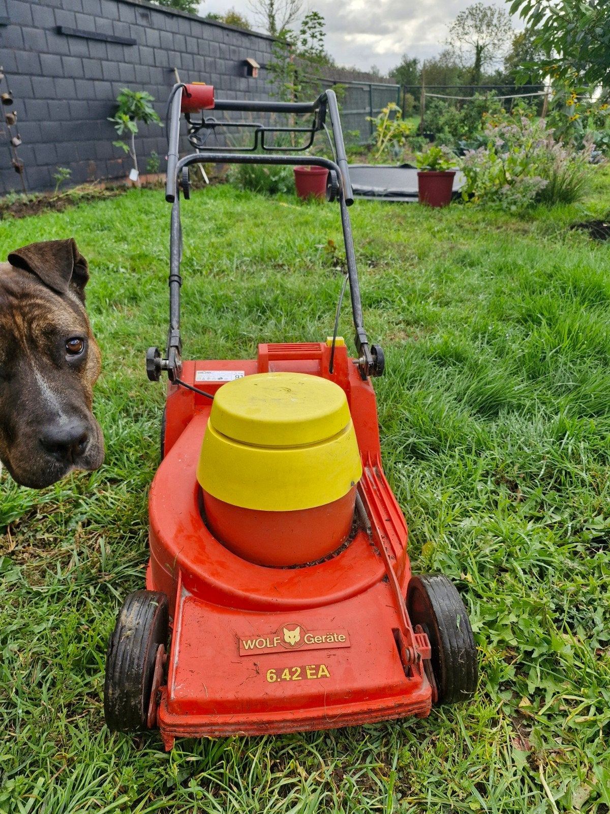 Wolf Garten 6.42 EA-KRACHTIGE ELEC. ZELFTREKKER, Tuin en Terras, Ophalen, Gebruikt, WOLF-Garten, 30 tot 50 cm