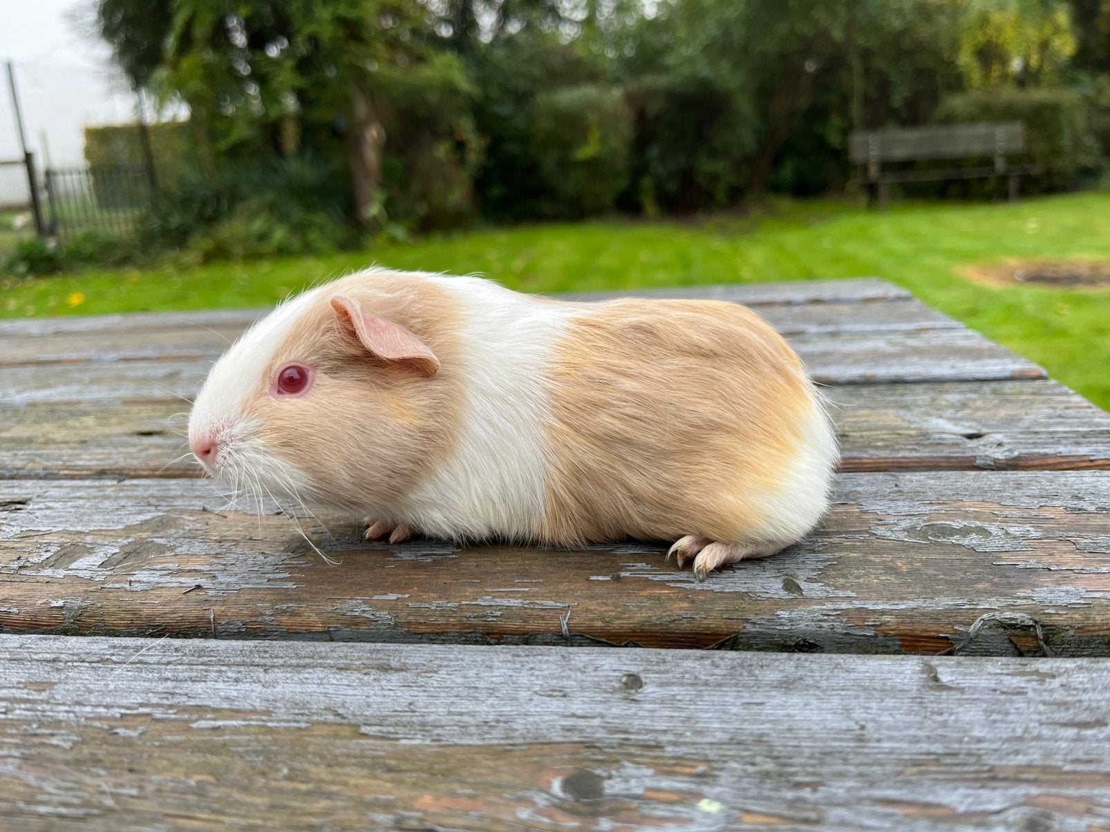 Gladhaar cavia zeugjes, Animaux & Accessoires, Septembre, Femelle, Cobaye
