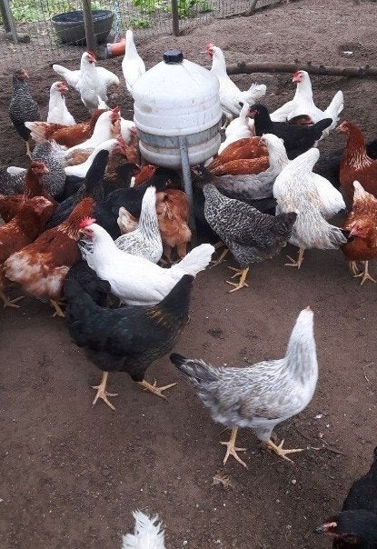 legkippen enkel hennetjes, Dieren en Toebehoren, Pluimvee