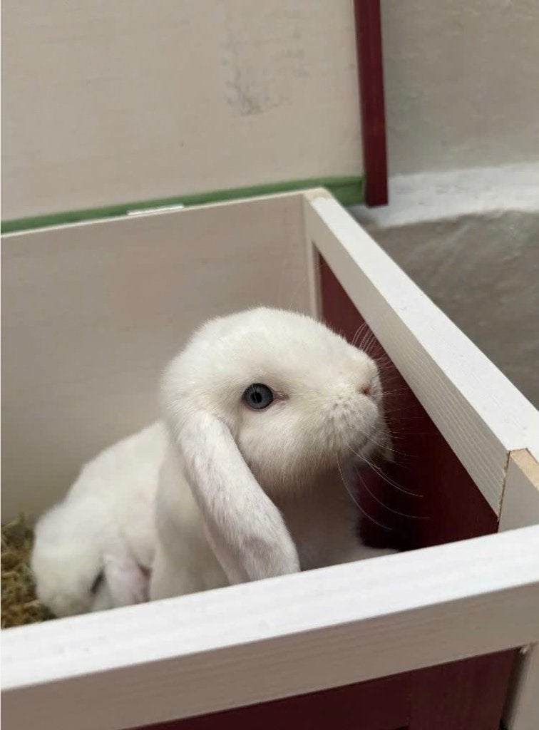 Minilopjes, Ophalen, Kooi, 60 tot 90 cm, Nieuw