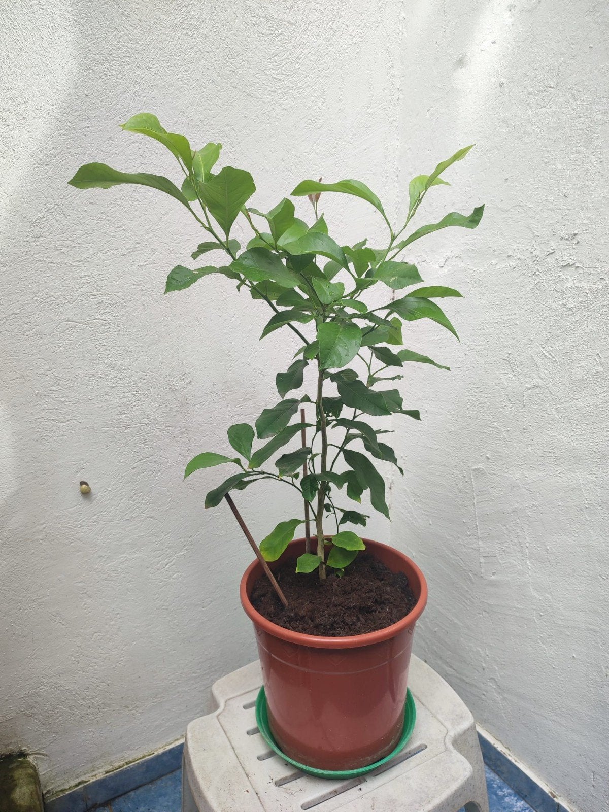 Jeune citronnier en pot