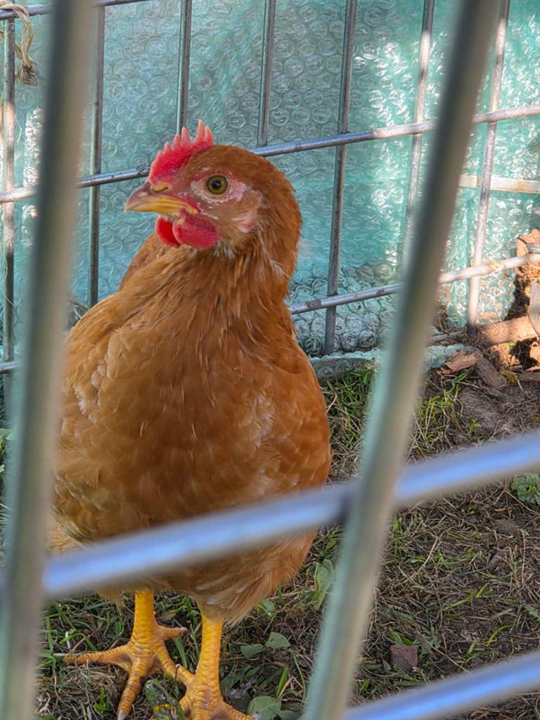Gratis haantje te verkrijgen, Dieren en Toebehoren, Pluimvee