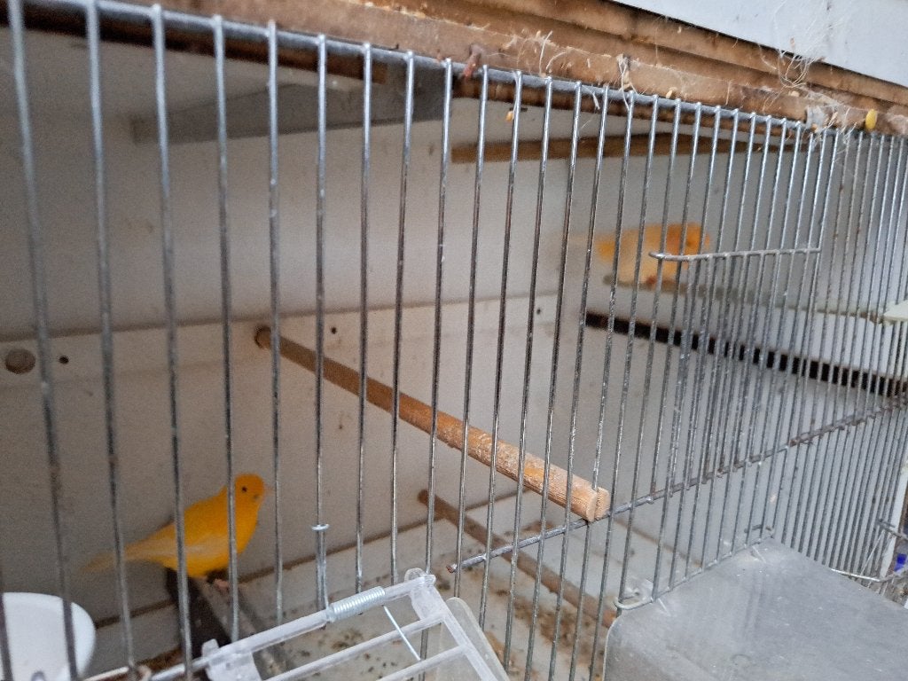 Kanarie mannen en poppen, Dieren en Toebehoren