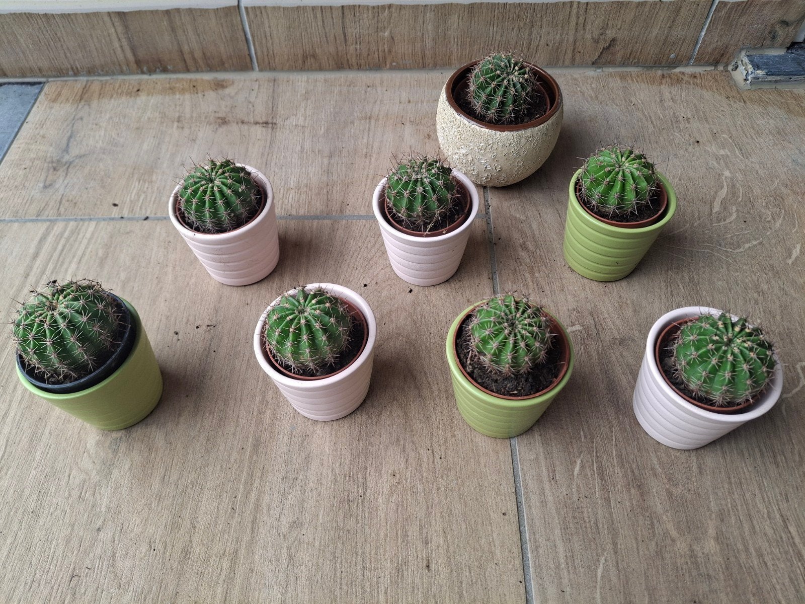 Cactus, Maison & Meubles, Enlèvement, Cactus