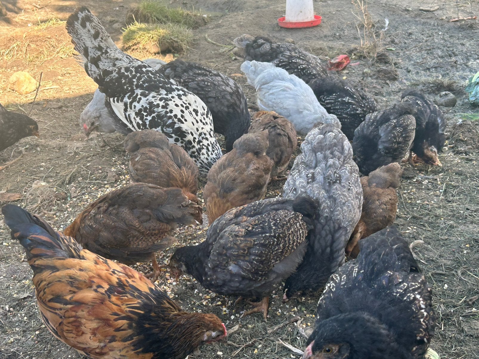 Barnevelders hennen, Dieren en Toebehoren, Pluimvee