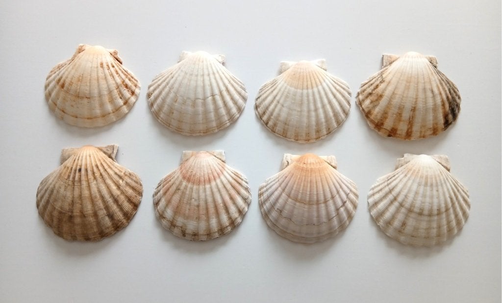 8 coquilles Saint-Jacques vides, Maison & Meubles, Enlèvement
