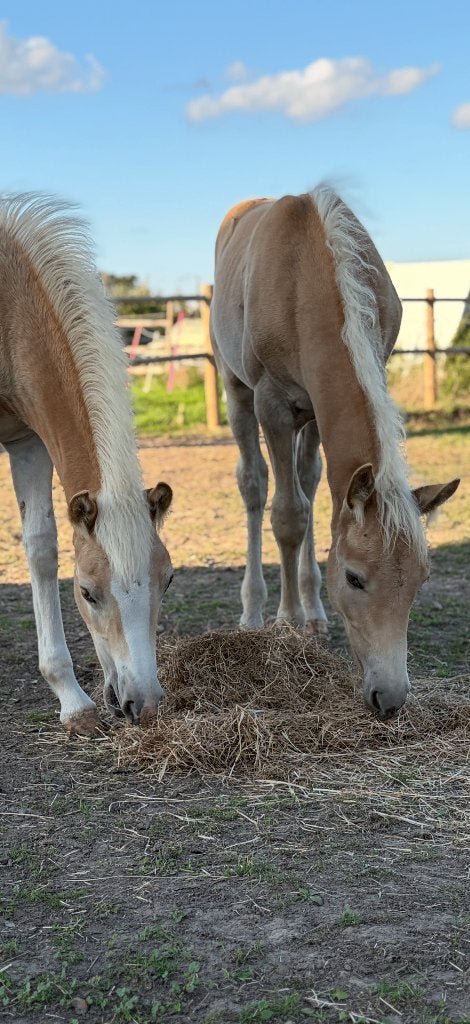 Haflinger hengst veulen, Avec pedigree, Moins de 160 cm, 0 à 2 ans, Cheval de récréation