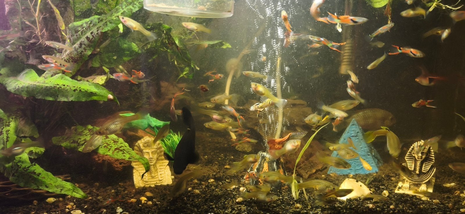 aquarium, Jardin & Terrasse, Enlèvement, Utilisé