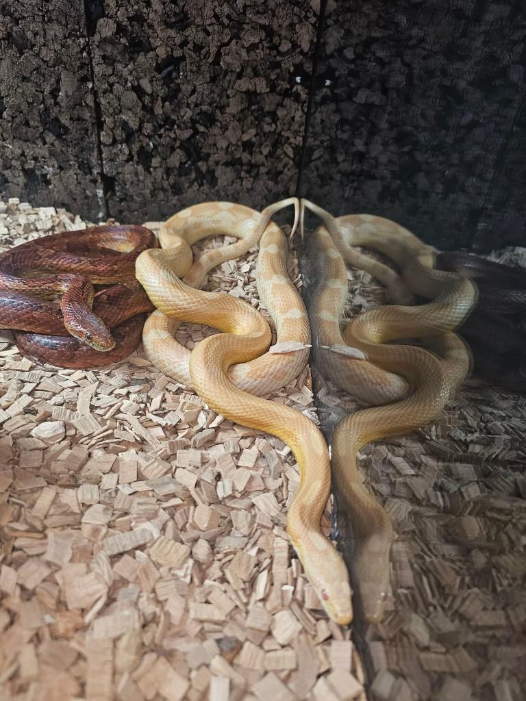 korenslangen met terra 3 vrouwen en 2 mannen, Serpent, Domestique, 3 à 6 ans