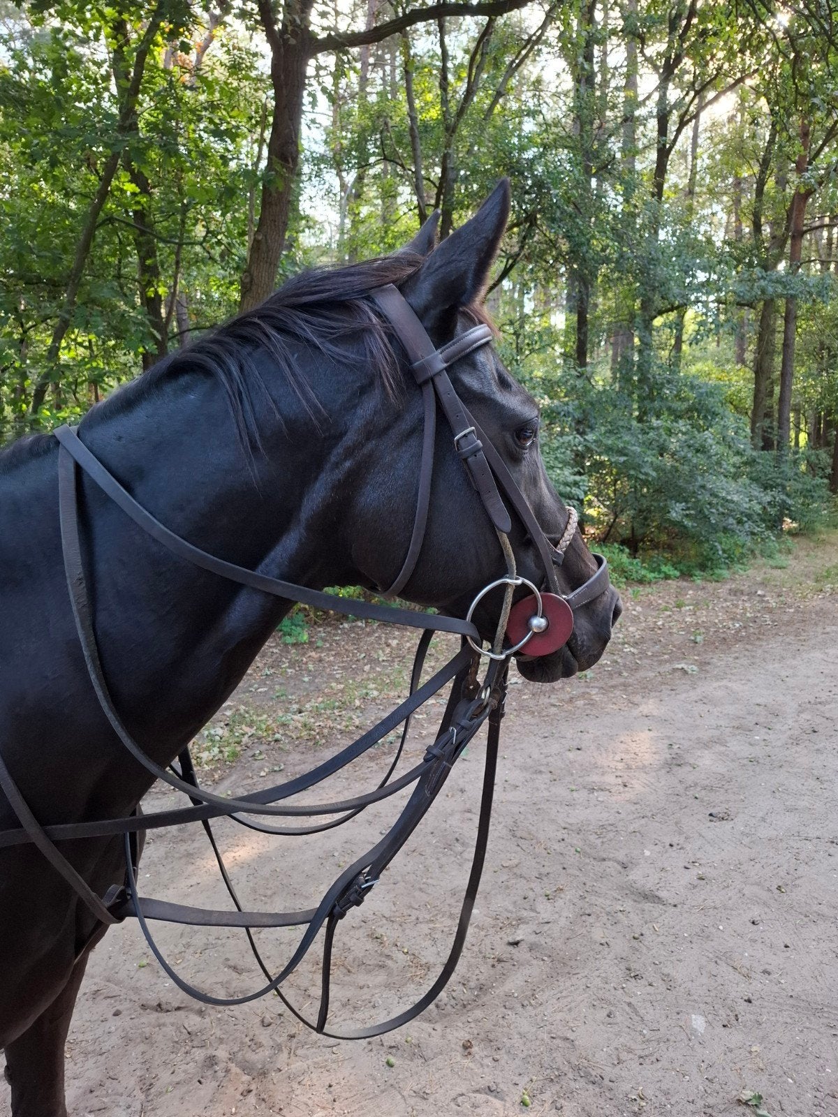 polo hoofdstel compleet, Ophalen, Hoofdstel