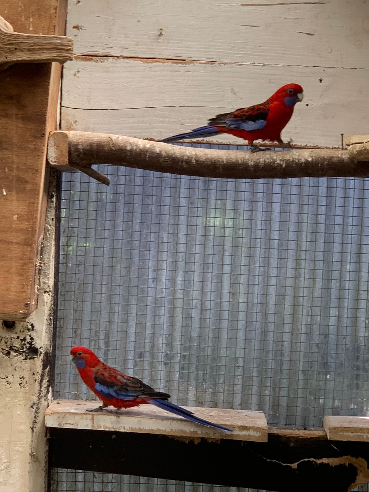 Kweek koppel pennant rosella