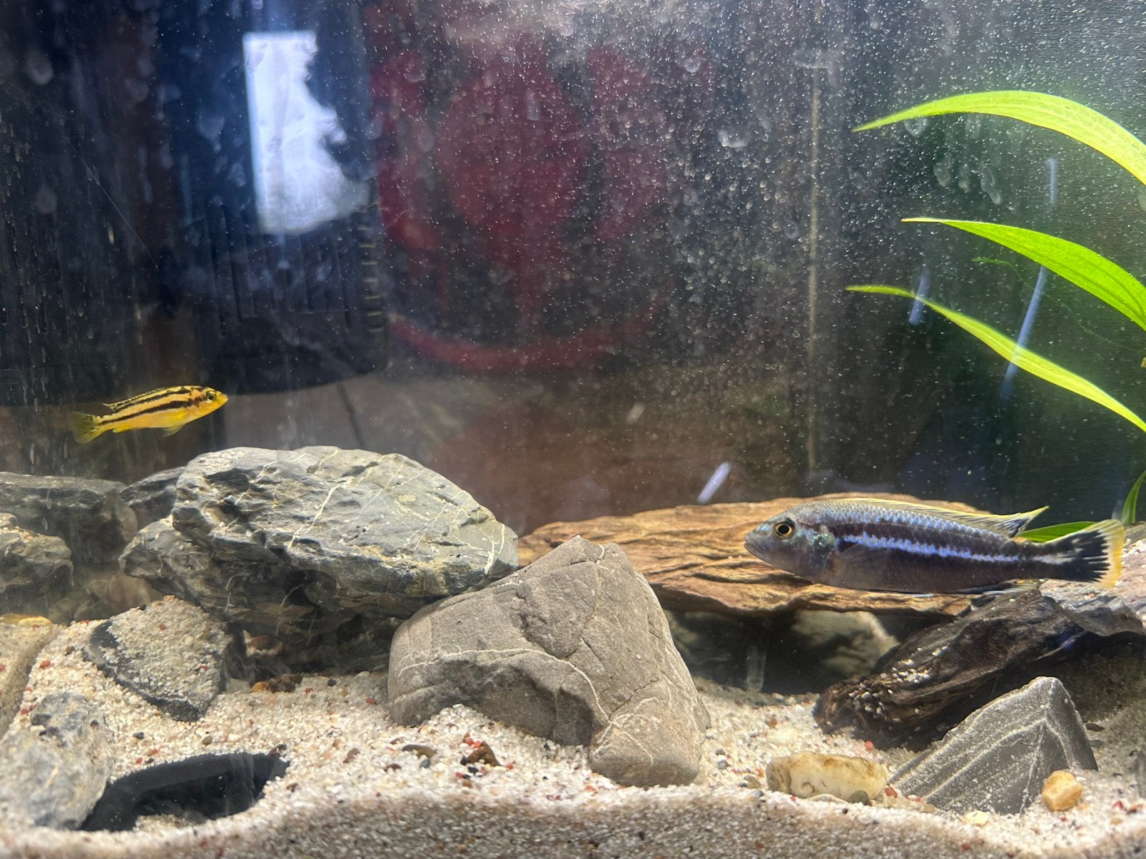 Melanochromis Auratus, Dieren en Toebehoren, Vis, Zoetwatervis