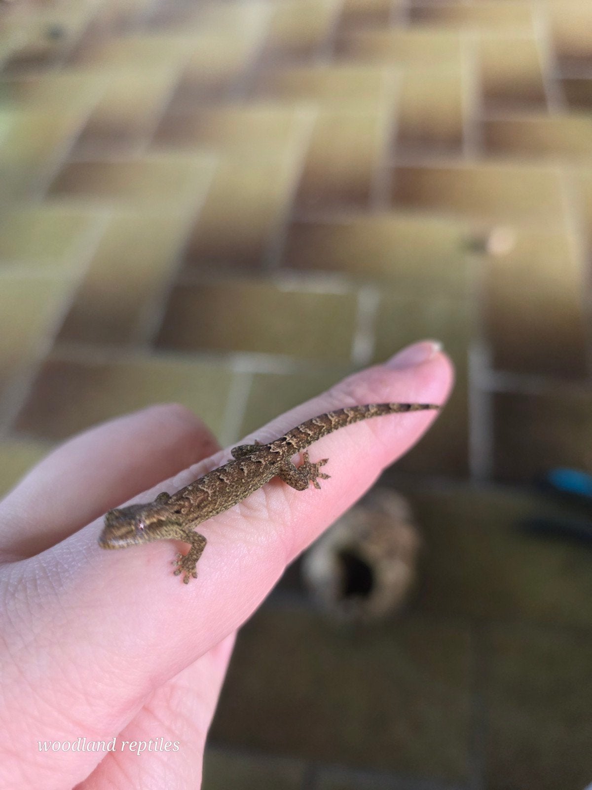 nakweek rouwgecko (Lepidodactylus lugubris ], Animaux & Accessoires, Reptiles & Amphibiens, Lézard, 0 à 2 ans