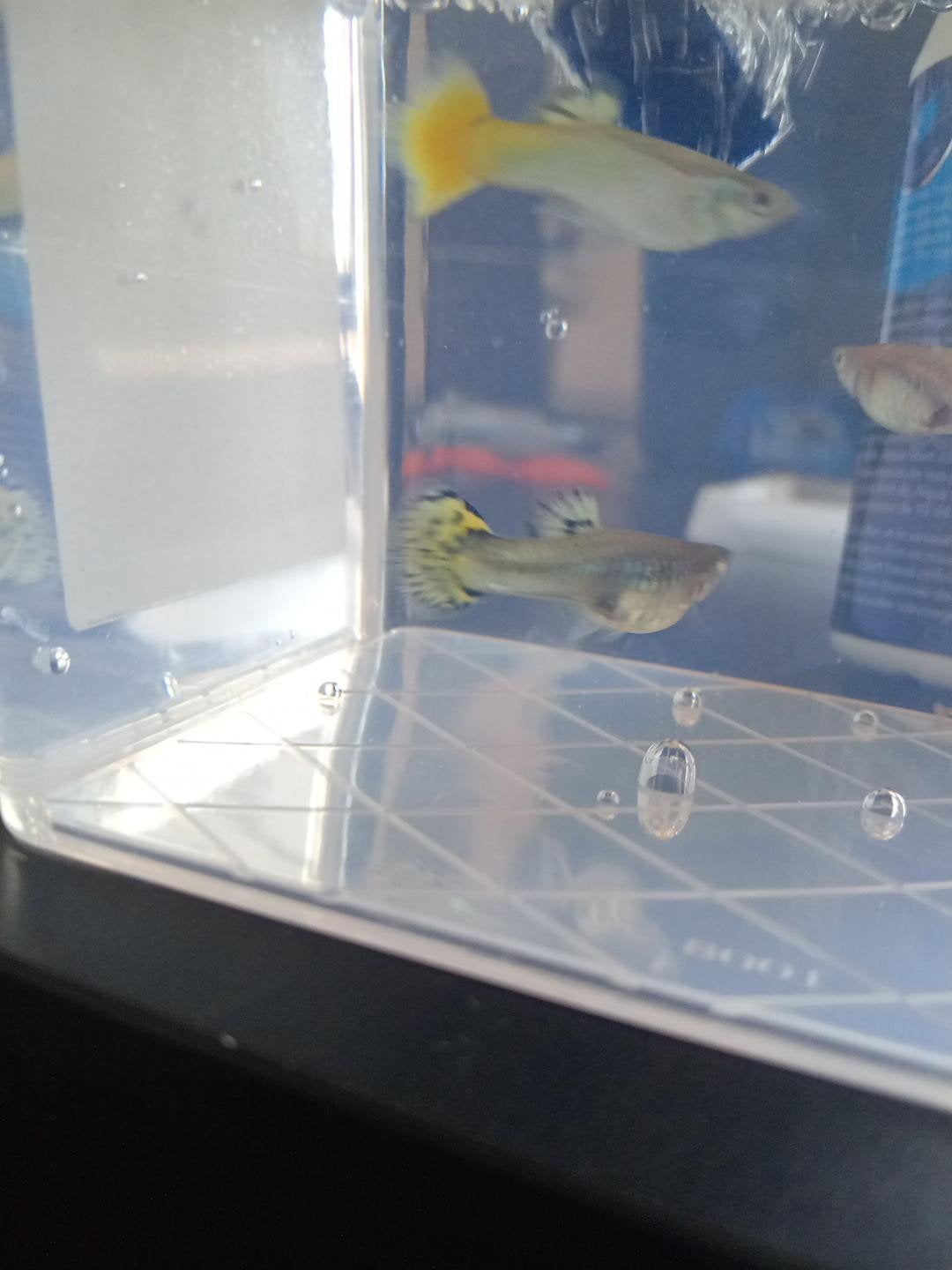 guppy vrouwtjes (zwanger), Dieren en Toebehoren
