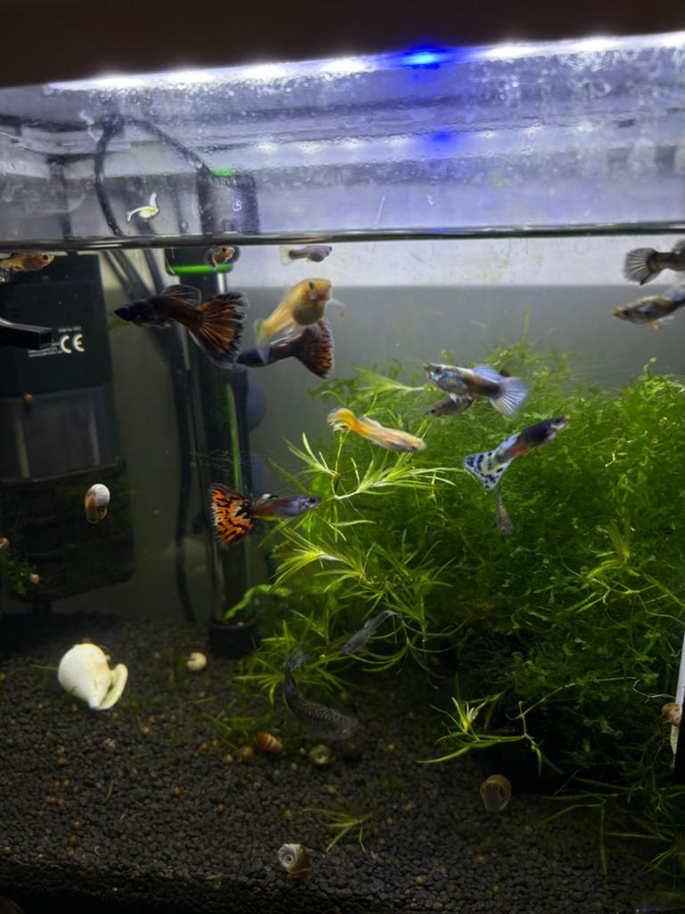 Jongvolwassen guppies, Dieren en Toebehoren, Vissen | Aquariumvissen
