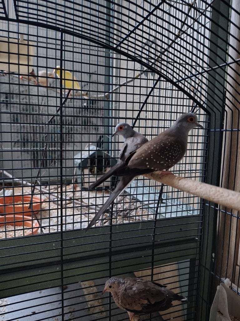 Koppel diamantduifjes, Dieren en Toebehoren
