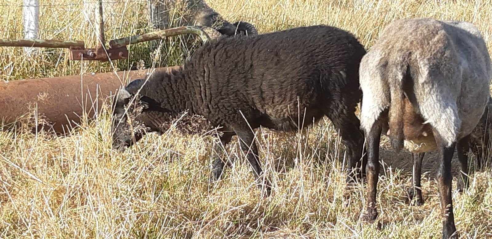 ouessant Ram schimmel, Dieren en Toebehoren, Mei, Mannelijk