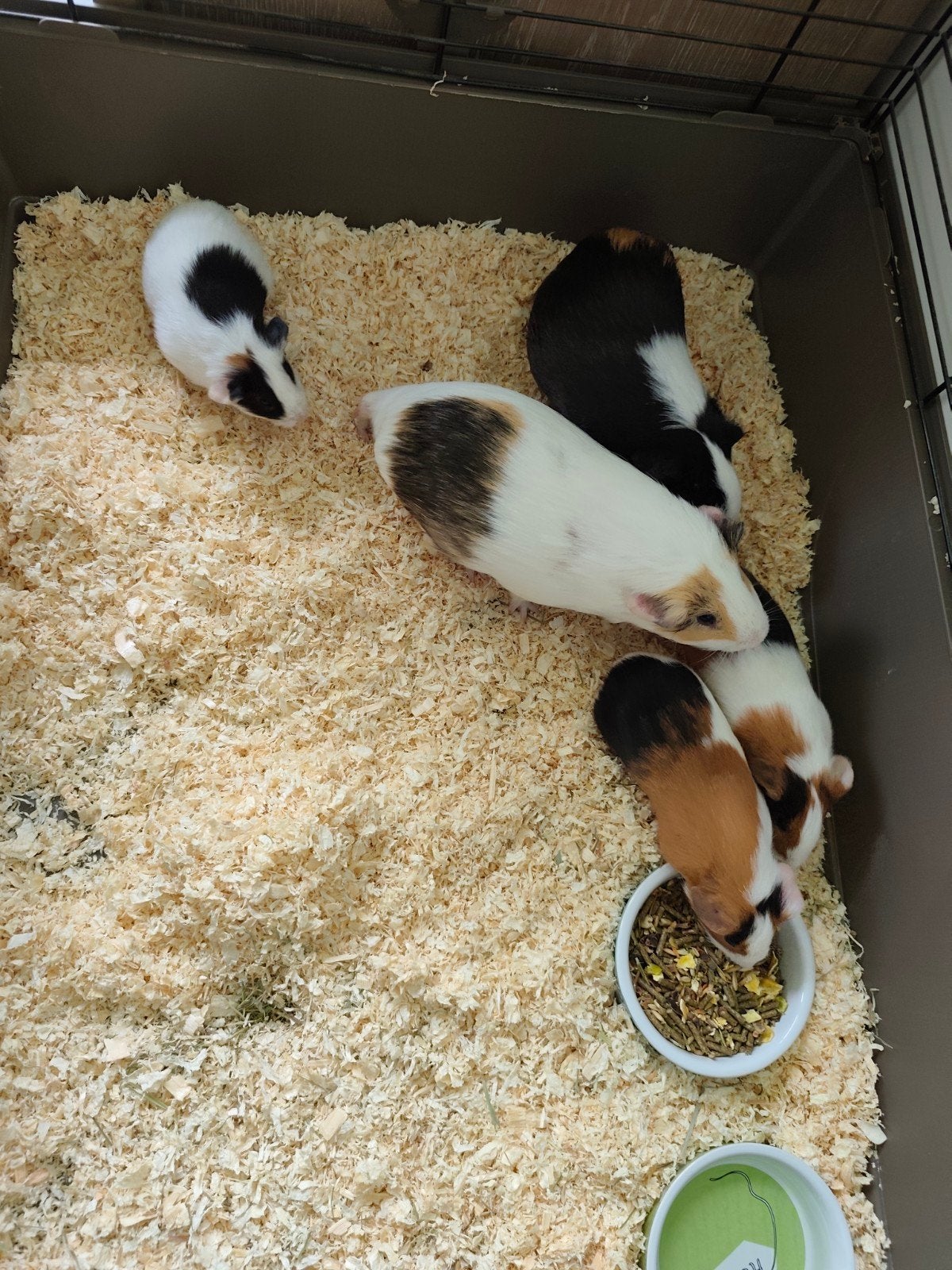 Cavia's, Cavia, December, Meerdere dieren, Tam