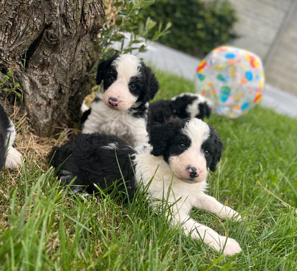 Mooie medium Doodle pups (border collie x poedel), Poedel, Parvo, België, 8 tot 15 weken