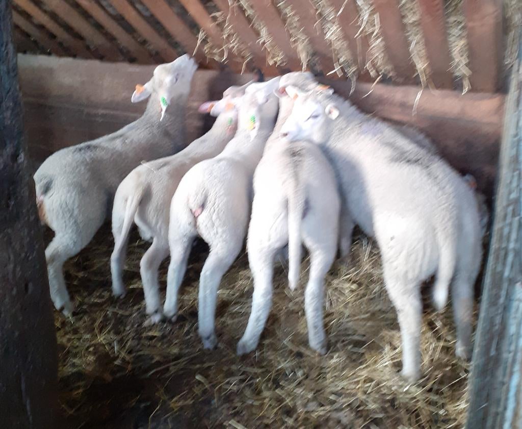 schapen, Meerdere dieren, Schaap, 0 tot 2 jaar
