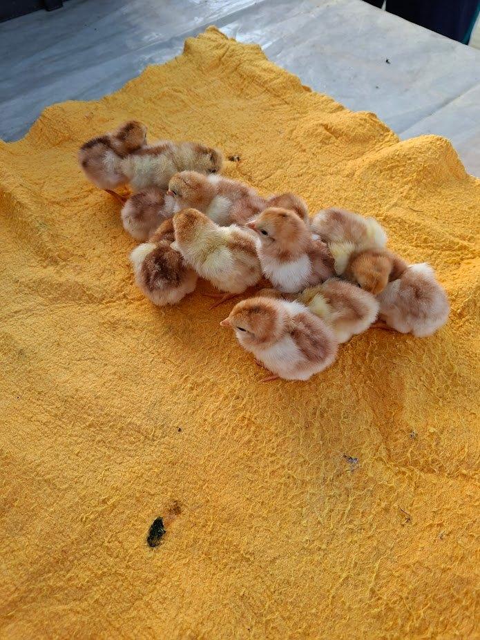 kuikens van yokohoma groothoen, Dieren en Toebehoren, Pluimvee, Geslacht onbekend, Kip