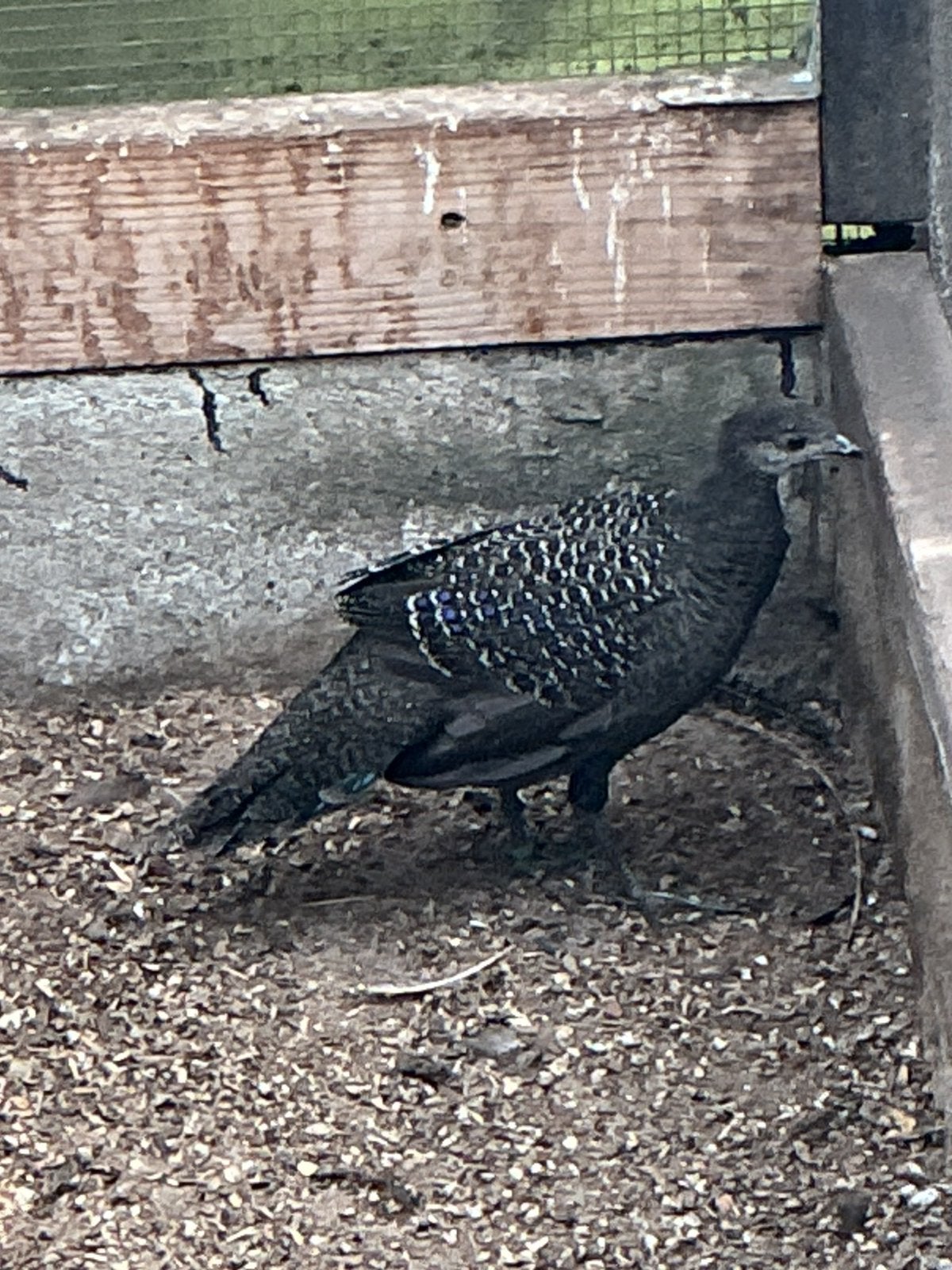Pauw fazant, Dieren en Toebehoren, Mannelijk
