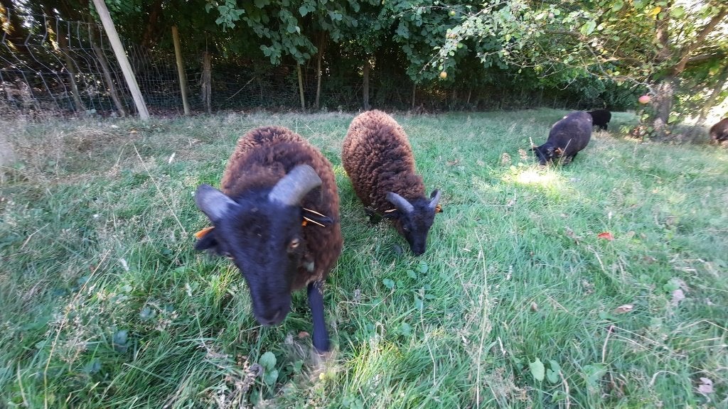 Ouessant lammetjes , geboren in april/mei 2026, Mannelijk, Schaap, 0 tot 2 jaar