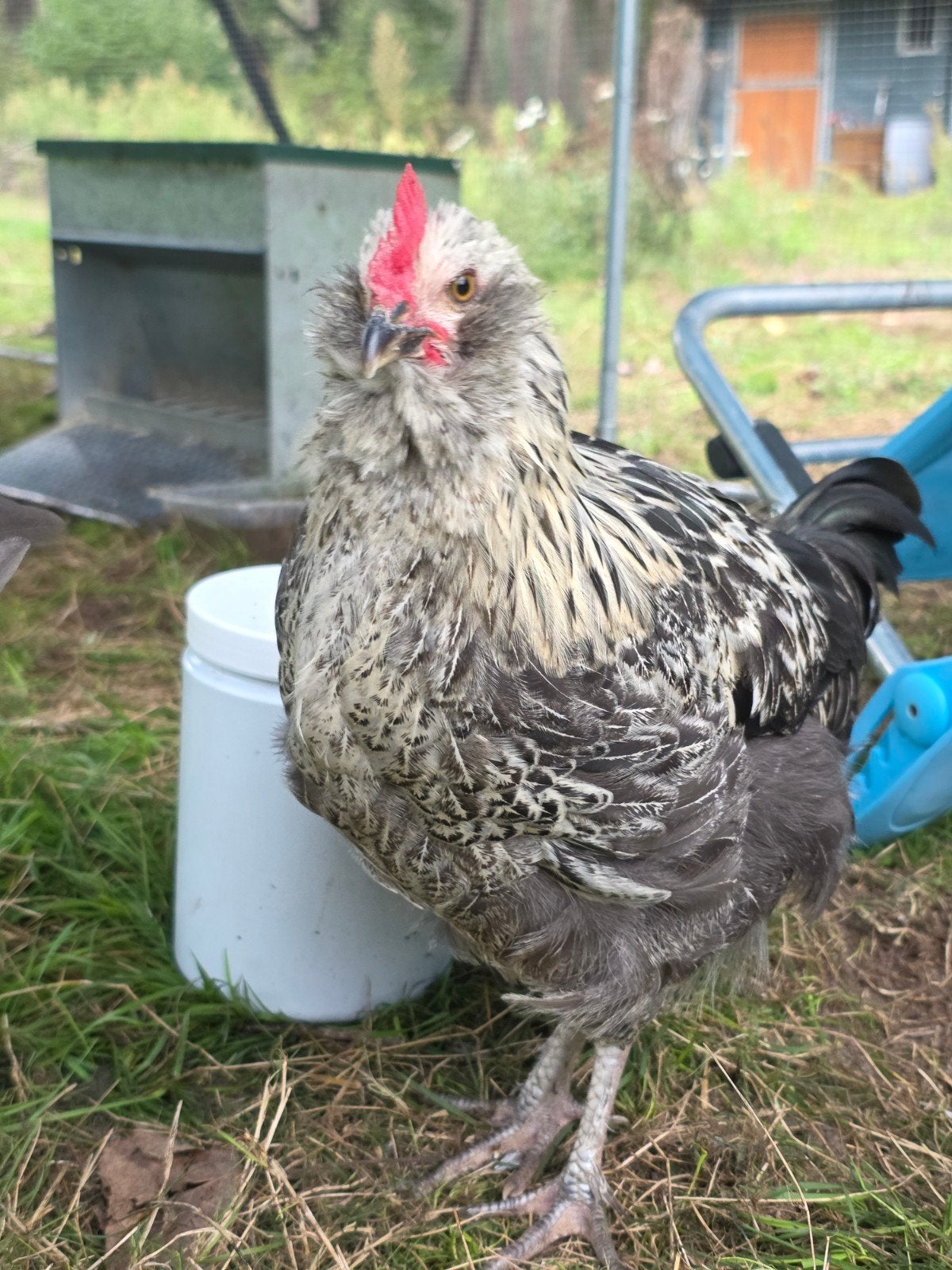 Lieve haantjes kruising ameraucana, marans..., Dieren en Toebehoren, Mannelijk, Kip