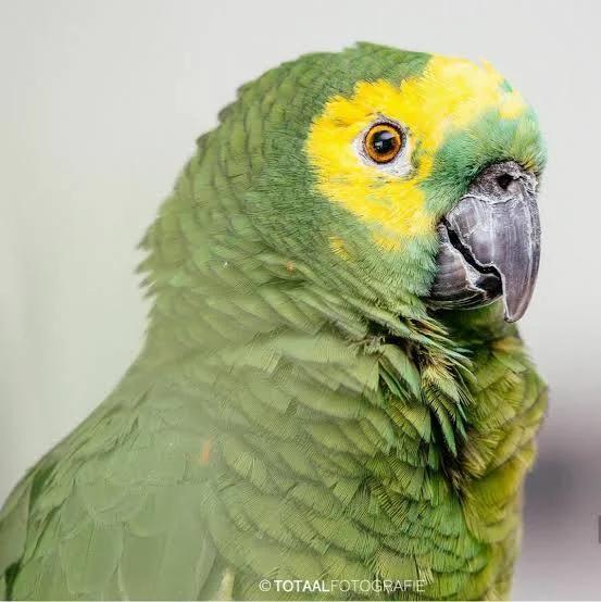 Amazone gezocht baby, Dieren en Toebehoren, Vogels | Parkieten en Papegaaien
