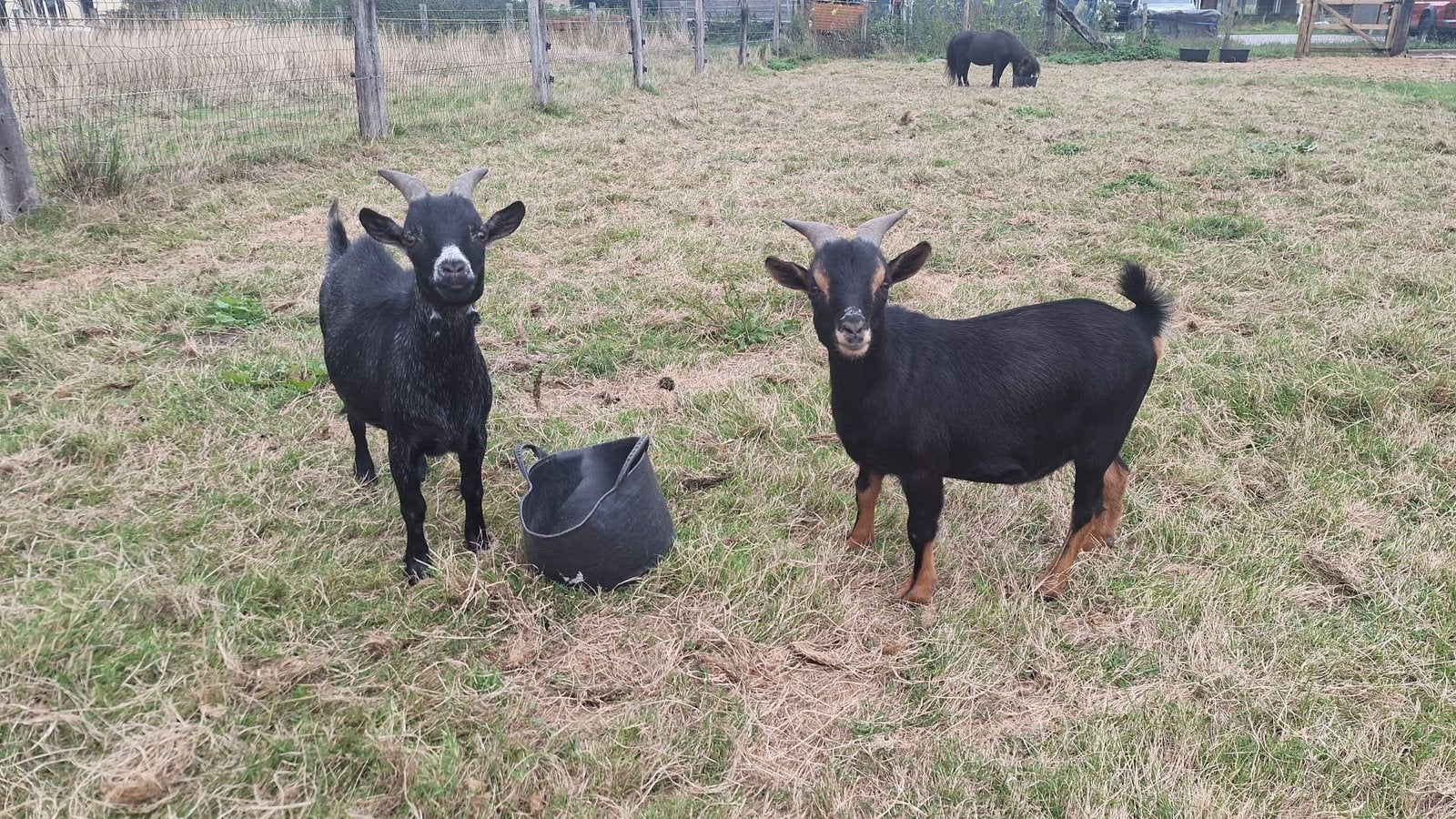2 gecastreerde bokjes te koop, Dieren en Toebehoren, Mannelijk, Geit, 0 tot 2 jaar