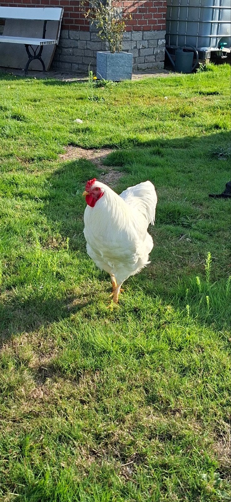 Coq, Animaux & Accessoires