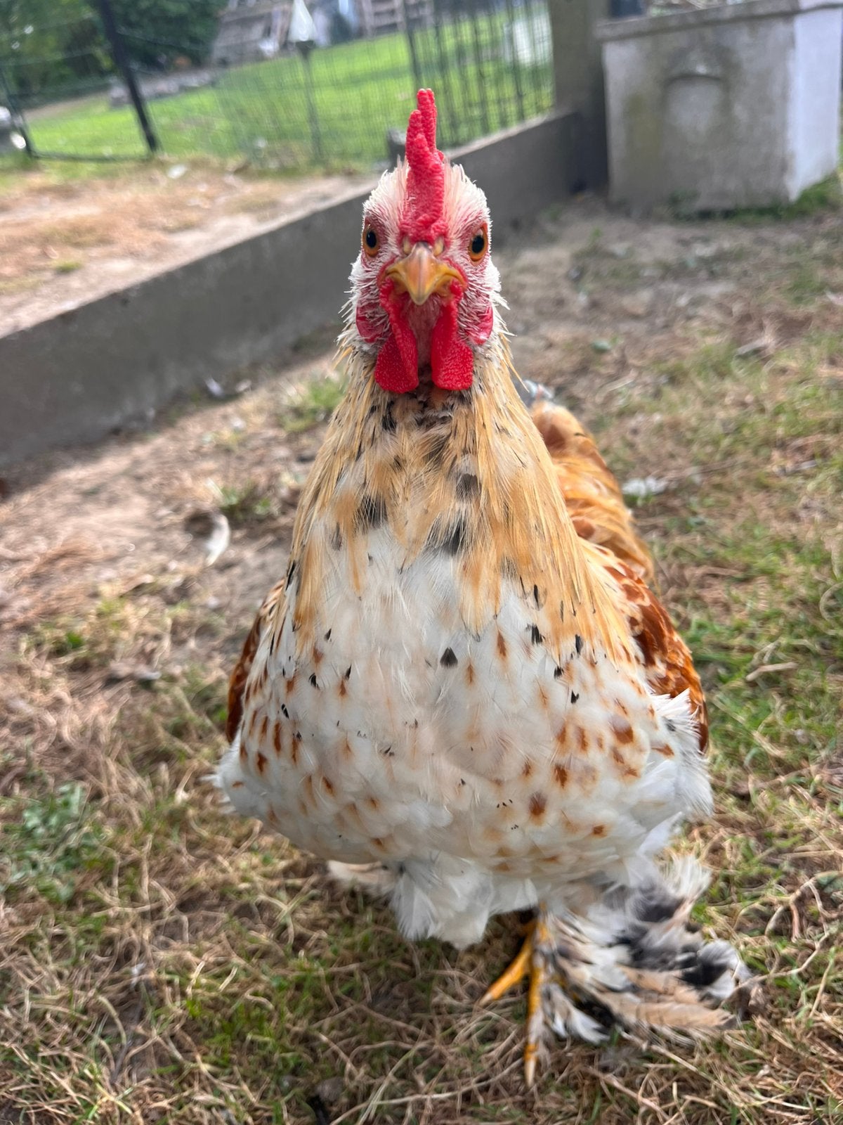 Heel mooi Cochin kriel haantje, Dieren en Toebehoren, Mannelijk, Kip