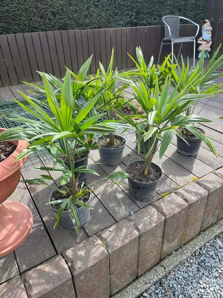 winterharde palmbomen, Tuin en Terras, Planten | Tuinplanten, Ophalen