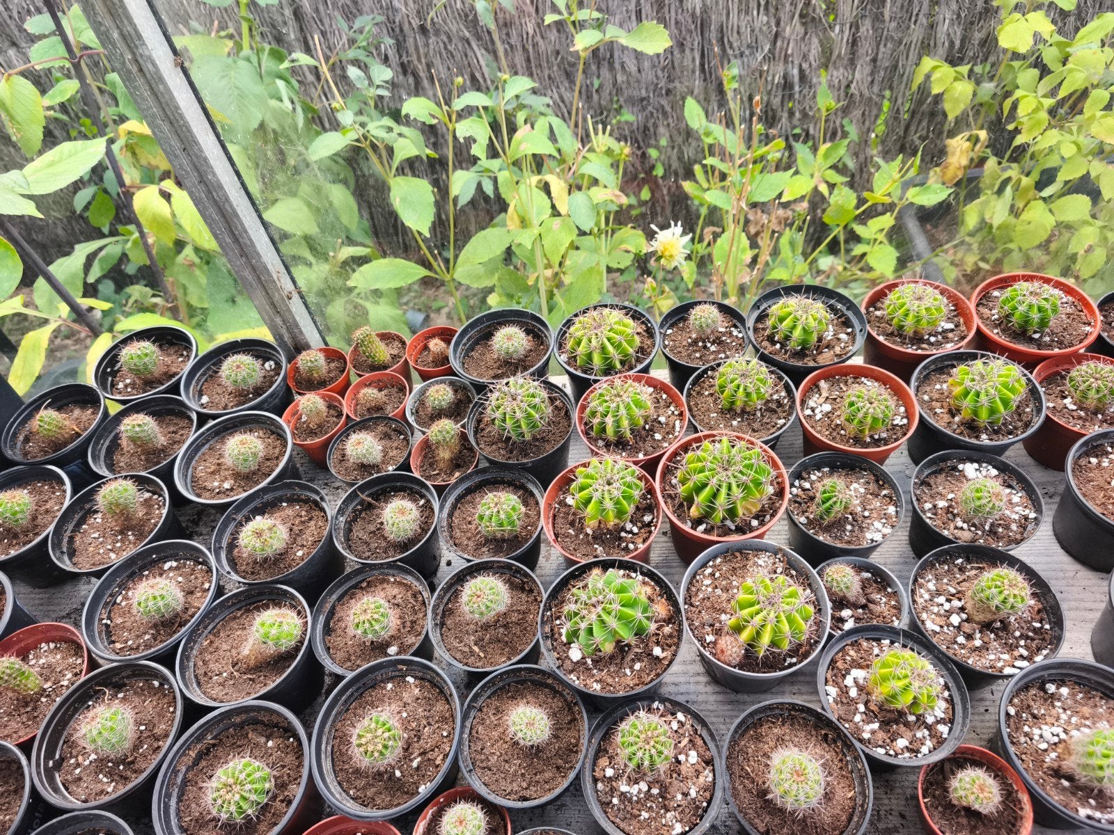 Cactus, Maison & Meubles, Plantes d'intérieur, Enlèvement