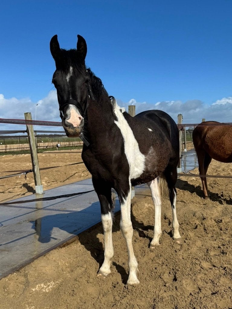 Barock Pinto hengst veulen, Dieren en Toebehoren, Met stamboom, Dressuurpaard, 0 tot 2 jaar, Hengst
