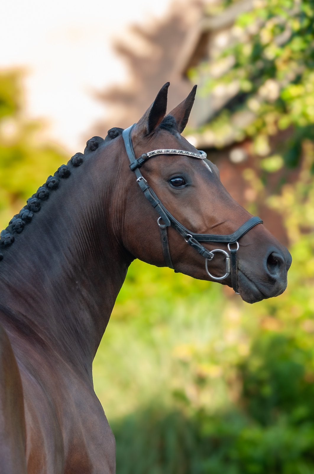 Prachtige 6 jarige merrie (Just Wimphof X Jazz), Cheval de dressage, Avec pedigree, L, Jument