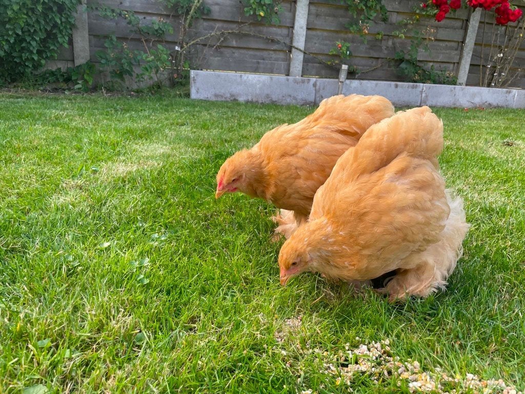 Jong trio cochin buff groothoenders, Dieren en Toebehoren, Vrouwelijk, Kip