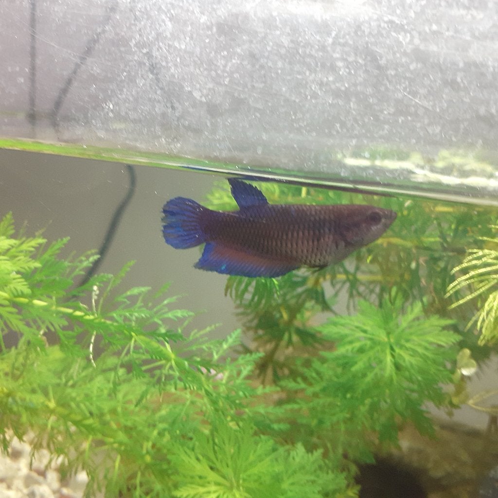 Betta vissen, Poisson