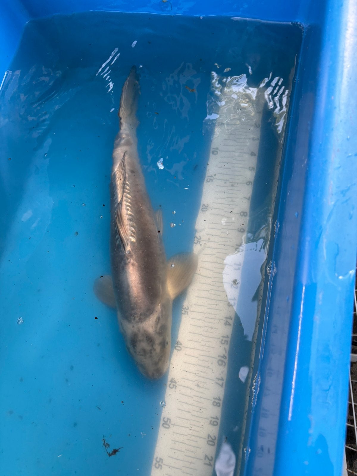40 cm zilvere koi, Karper of Koi