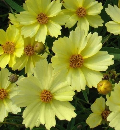Centauria et Coreopsis, Enlèvement, Plante fixe