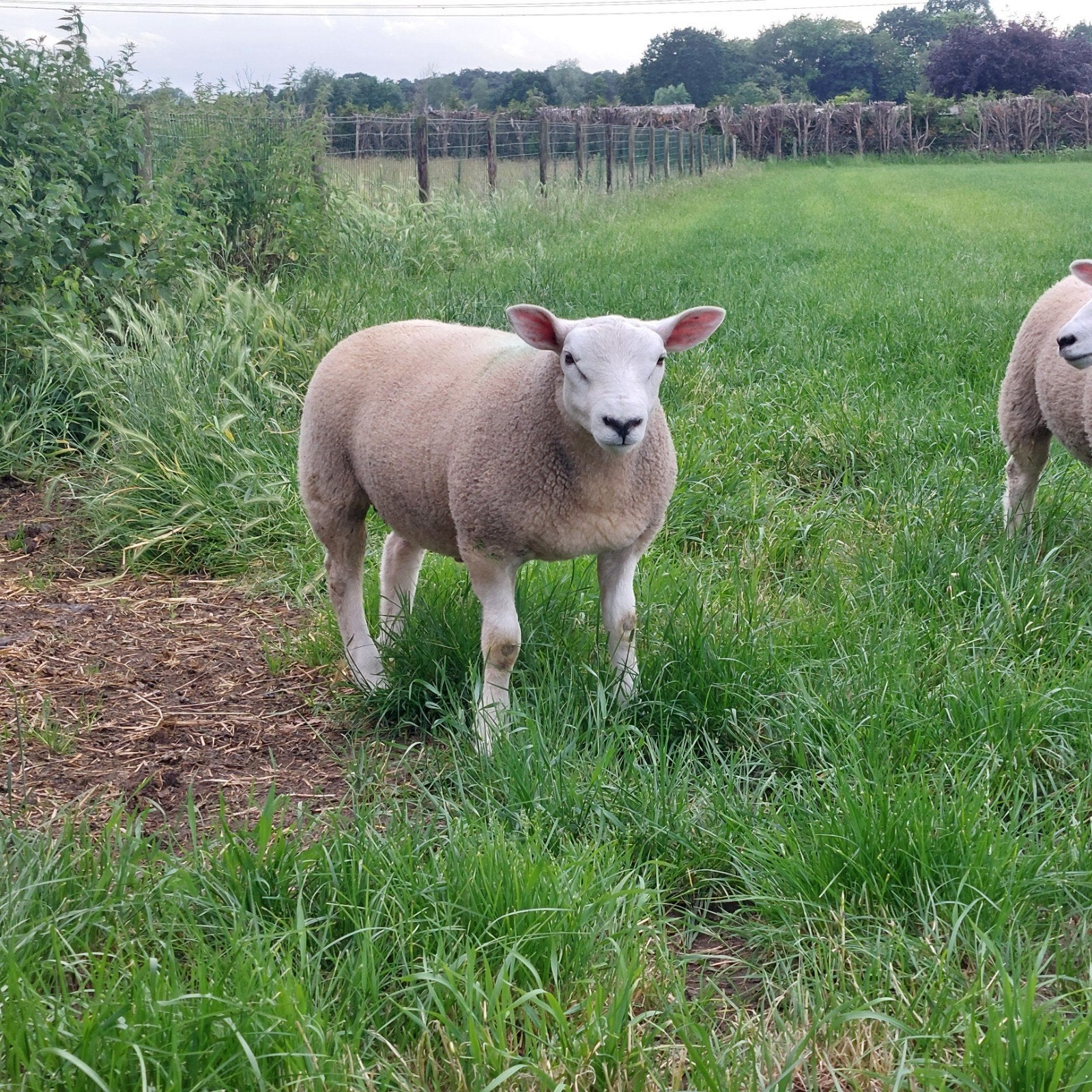 Franse en Engelse texelaars, Dieren en Toebehoren, Schapen, Geiten en Varkens, Schaap, Mannelijk, 0 tot 2 jaar