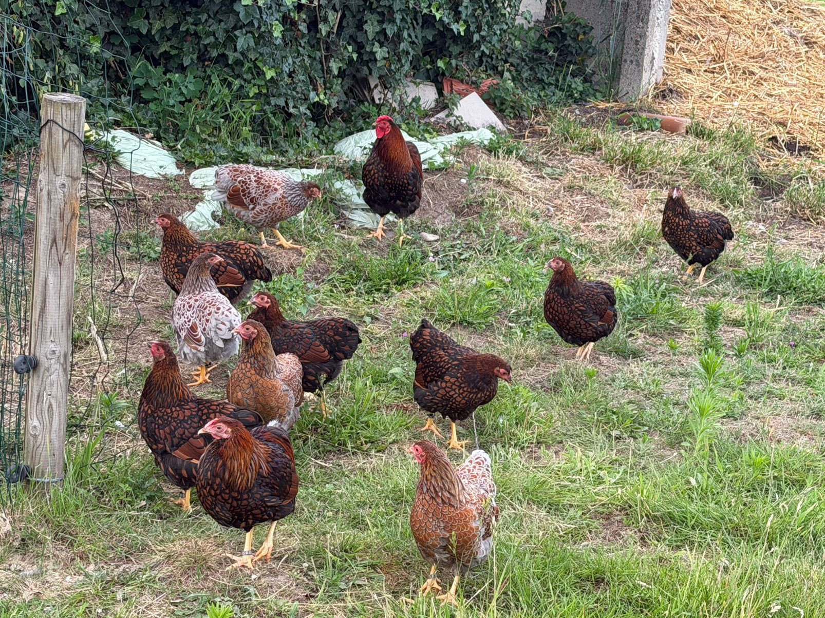 Wyandotte krielen, Dieren en Toebehoren, Pluimvee